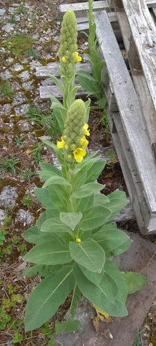 Dziewanna drobnokwiatowa — Bild 2