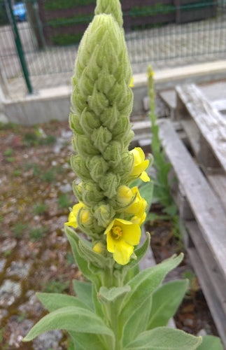 Dziewanna drobnokwiatowa — Bild 3