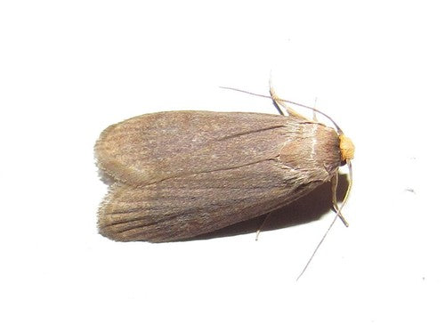 Mała ćma woskowa — Bild 5