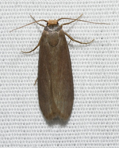 Mała ćma woskowa — Bild 4