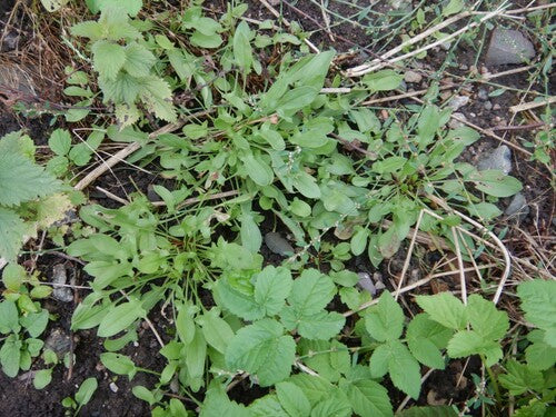 Mały szczaw — Bild 3