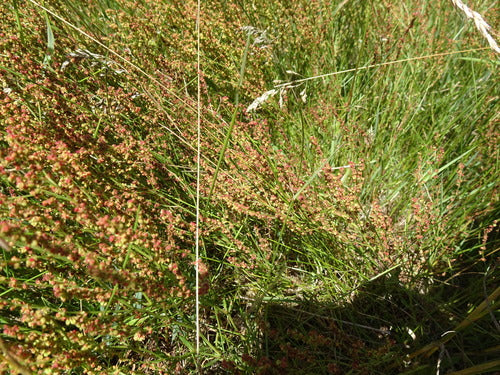 Mały szczaw — Bild 2
