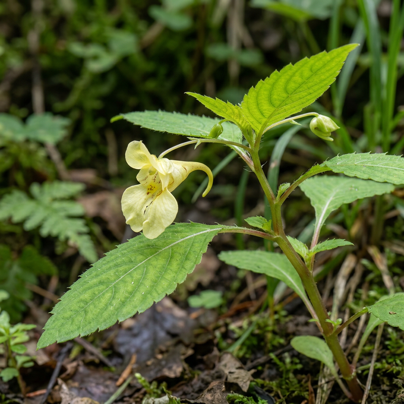 Mały balsam