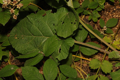 łopian — Bild 5