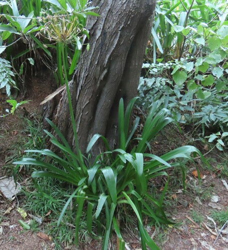 Clivia — Bild 2