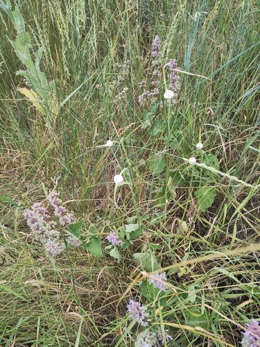 Czosnek — Bild 3