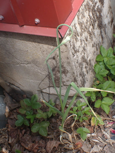 Czosnek — Bild 5