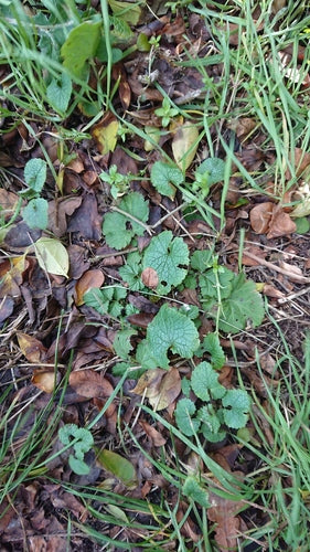 Musztarda czosnkowa — Bild 2