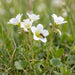 Blüte von Knöllchen-Steinbrech (Saxifraga granulata) in Nahaufnahme (KI-generiert)