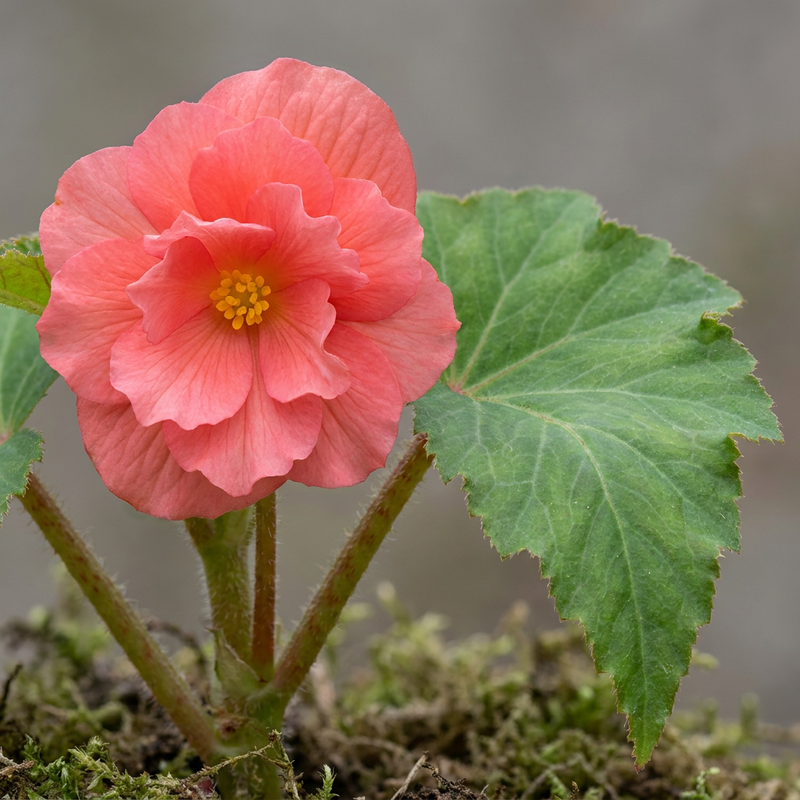 Begonia bulwiasta