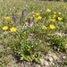 Knolliger Hahnenfuß (Ranunculus bulbosus) in Blüte im naturnahen Garten (KI-generiert)