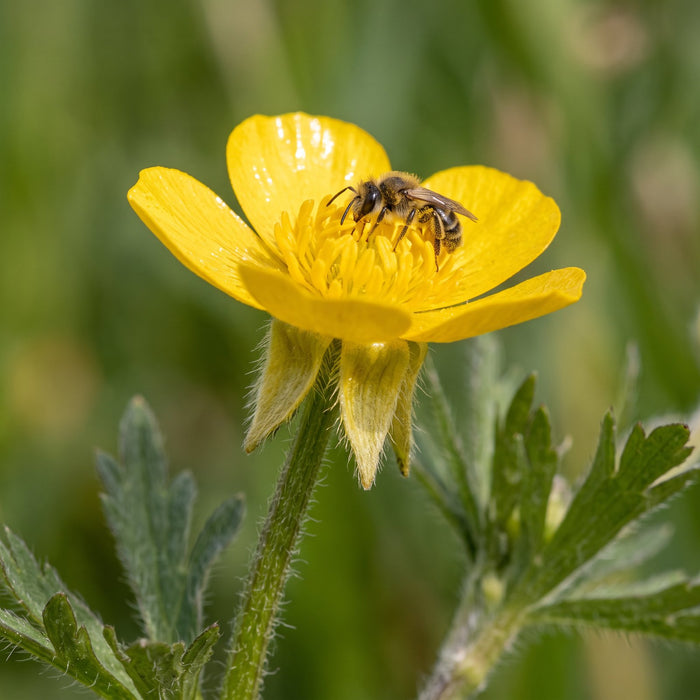 Blüte von Knolliger Hahnenfuß (Ranunculus bulbosus) in Nahaufnahme (KI-generiert)
