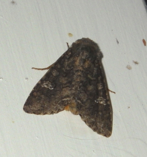 Sowa węglowa, robak sercowy — Bild 1