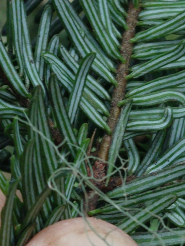 Drzewa iglaste — Bild 5