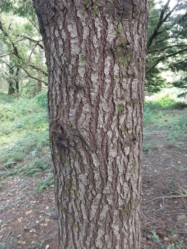 Drzewa iglaste — Bild 2