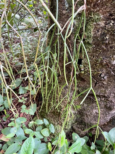 Koralowy kaktus — Bild 3