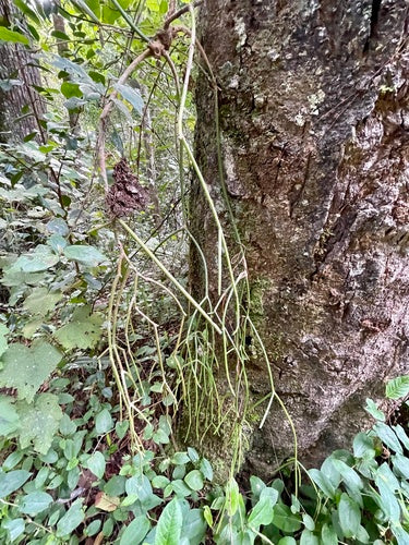 Koralowy kaktus — Bild 2