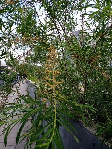 Wierzba wiklinowa — Bild 5
