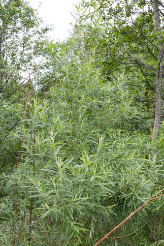 Wierzba wiklinowa — Bild 3