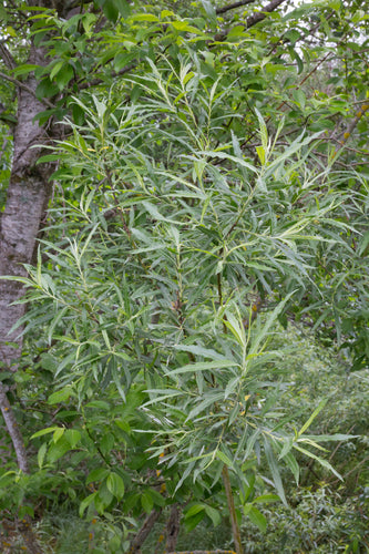 Wierzba wiklinowa — Bild 2