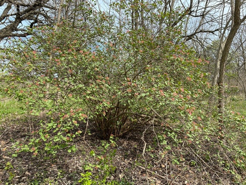 Koreańska kula śnieżna — Bild 2