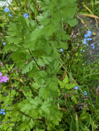 kolendra — Bild 5