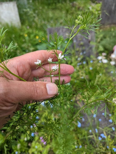 kolendra — Bild 4