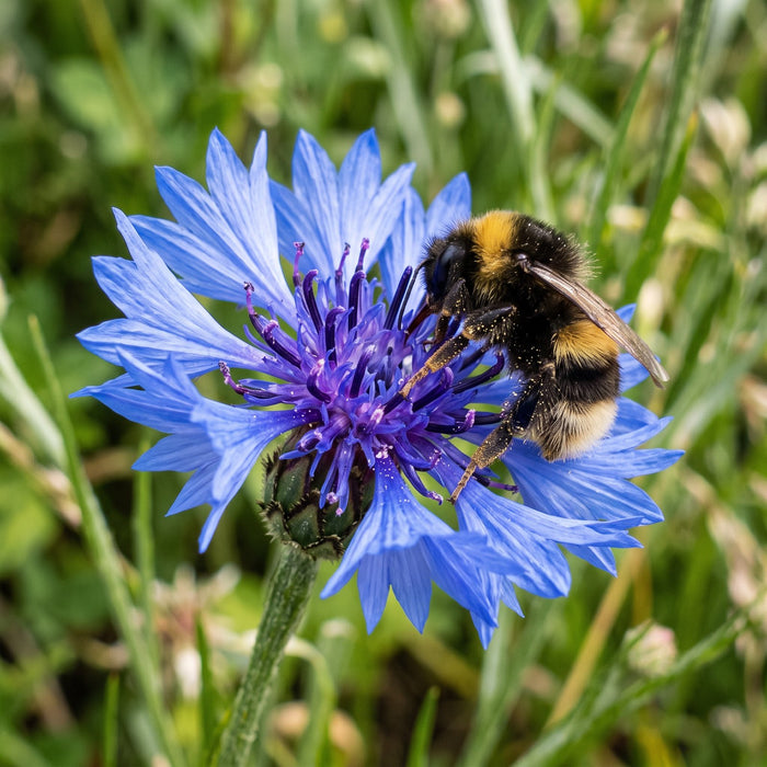 Blüte von Kornblume (Centaurea cyanus) in Nahaufnahme (KI-generiert)