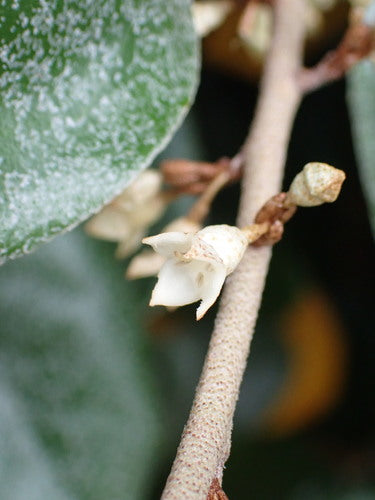 Wierzba oleista dereniowa — Bild 3