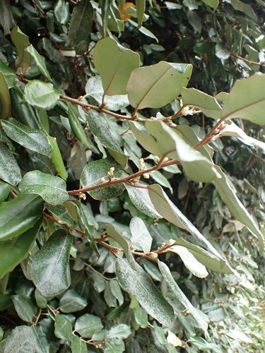 Wierzba oleista dereniowa — Bild 2