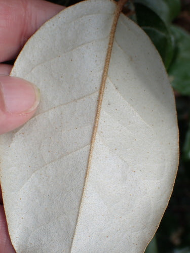 Wierzba oleista dereniowa — Bild 5