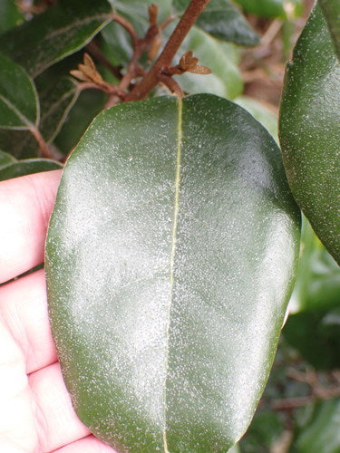 Wierzba oleista dereniowa — Bild 4