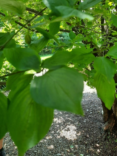 Czereśnia dereniowa — Bild 5