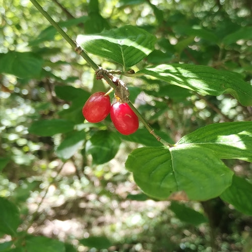 Czereśnia dereniowa — Bild 4