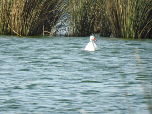 Łabędź Koskoroby — Bild 1