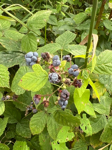 Dewberry — Bild 3