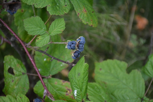 Dewberry — Bild 1