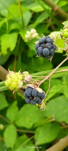 Dewberry — Bild 3