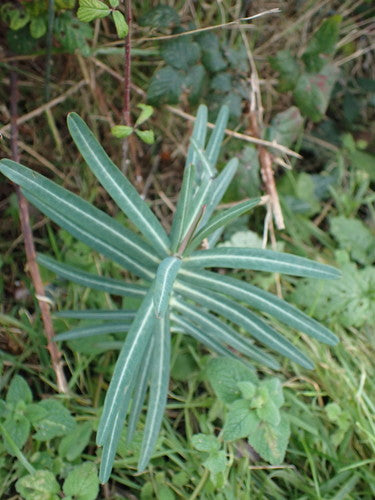 Wilczomlecz krzyżowolistny — Bild 5