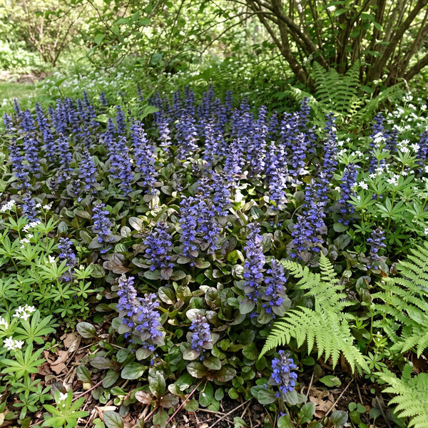 Kriechender Günsel (Ajuga reptans) in Blüte im naturnahen Garten (KI-generiert)