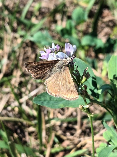 Motyl wyka koronna — Bild 5