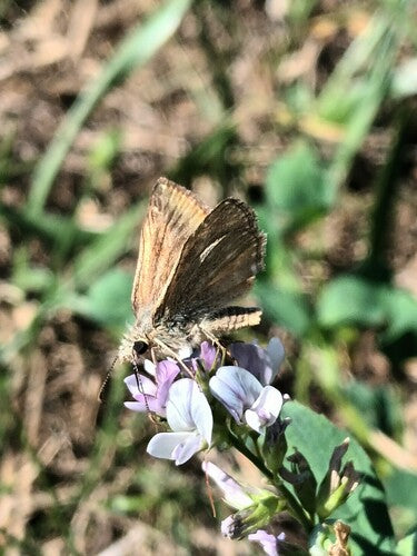 Motyl wyka koronna — Bild 4