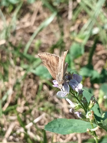 Motyl wyka koronna — Bild 3