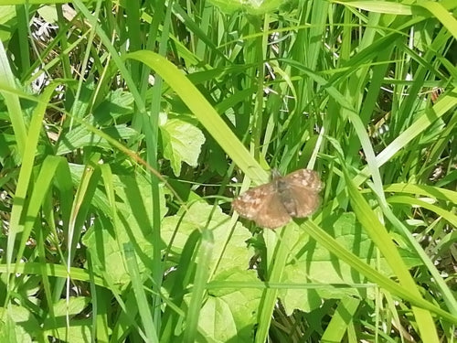 Motyl wyka koronna — zdjęcie 3 z 10
