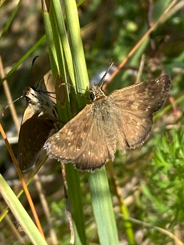 Motyl wyka koronna — Bild 2