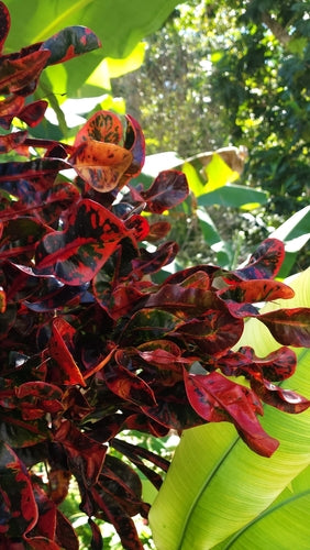Kroton — Bild 4