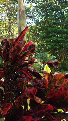Kroton — Bild 3