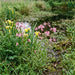 Kuckucks-Lichtnelke (Lychnis flos-cuculi) in Blüte im naturnahen Garten (KI-generiert)