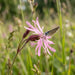 Blüte von Kuckucks-Lichtnelke (Lychnis flos-cuculi) in Nahaufnahme (KI-generiert)