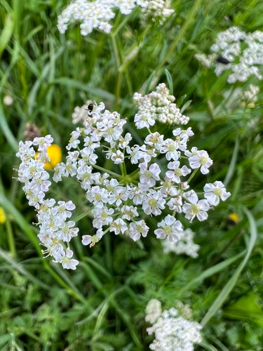 Nasiona kminku — Bild 2